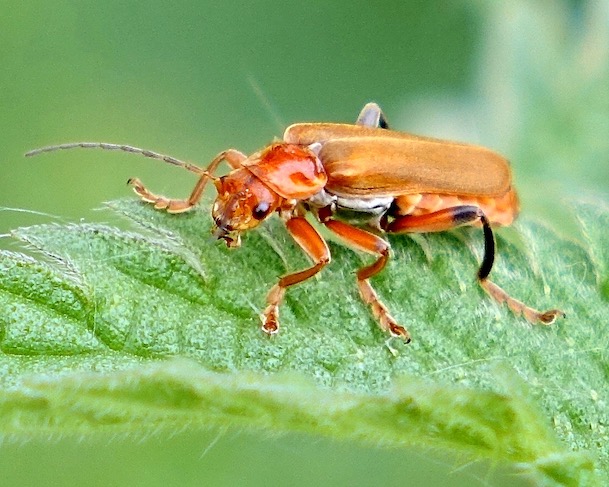 soldier beetle